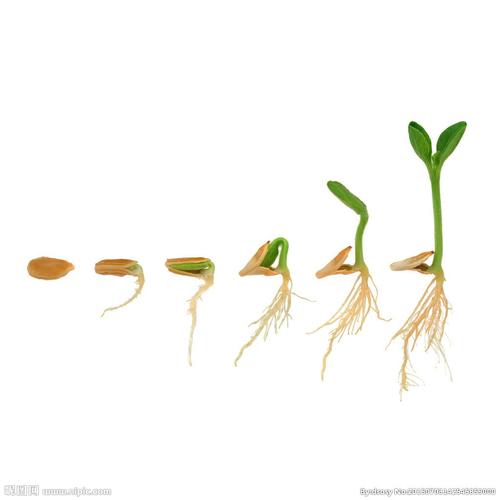 绿豆生长过程的相关图片